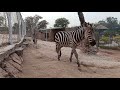 Beautiful Black and White Zebra Walking in a Zoo