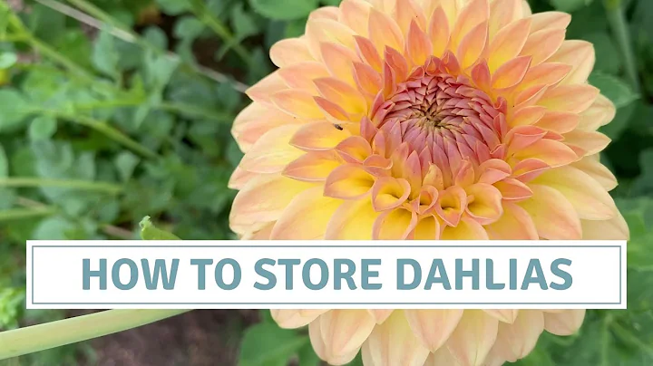 How to Store Dahlia Tubers / Digging / Storing and Checking For Mould and Leafy Gall Disease