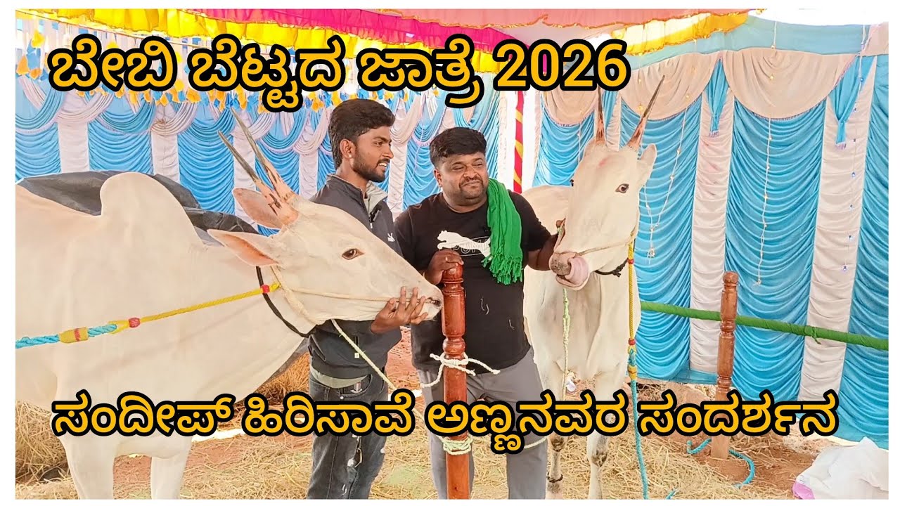 ಬೇಬಿ ಬೆಟ್ಟದ ಜಾತ್ರೆಯಲ್ಲಿ ಸಂದೀಪ್ ಹಿರಿಸಾವೆ ಅಣ್ಣನವರ ಹಳ್ಳಿಕಾರ್ ಎತ್ತುಗಳು 🐂🌾 || ಬೇಬಿ ಬೆಟ್ಟದ ಜಾತ್ರೆ 2026 🐂🌾