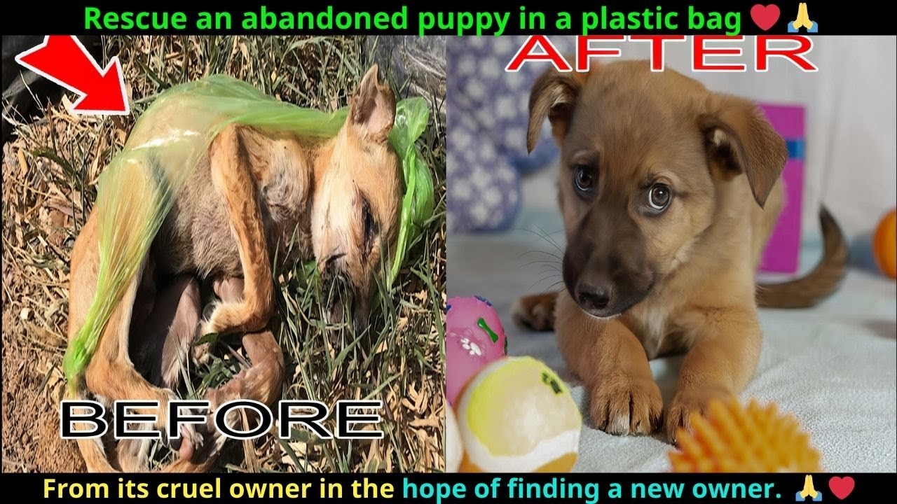 Rescue an abandoned puppy in a plastic bag from its cruel owner in the ...