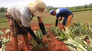 Trabajo de Agricultura y Apicultura en una producción Agrícola - TvAgro por Juan Gonzalo Angel