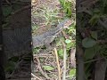 Seruuuu dapat jerat biawak di akhir tahun