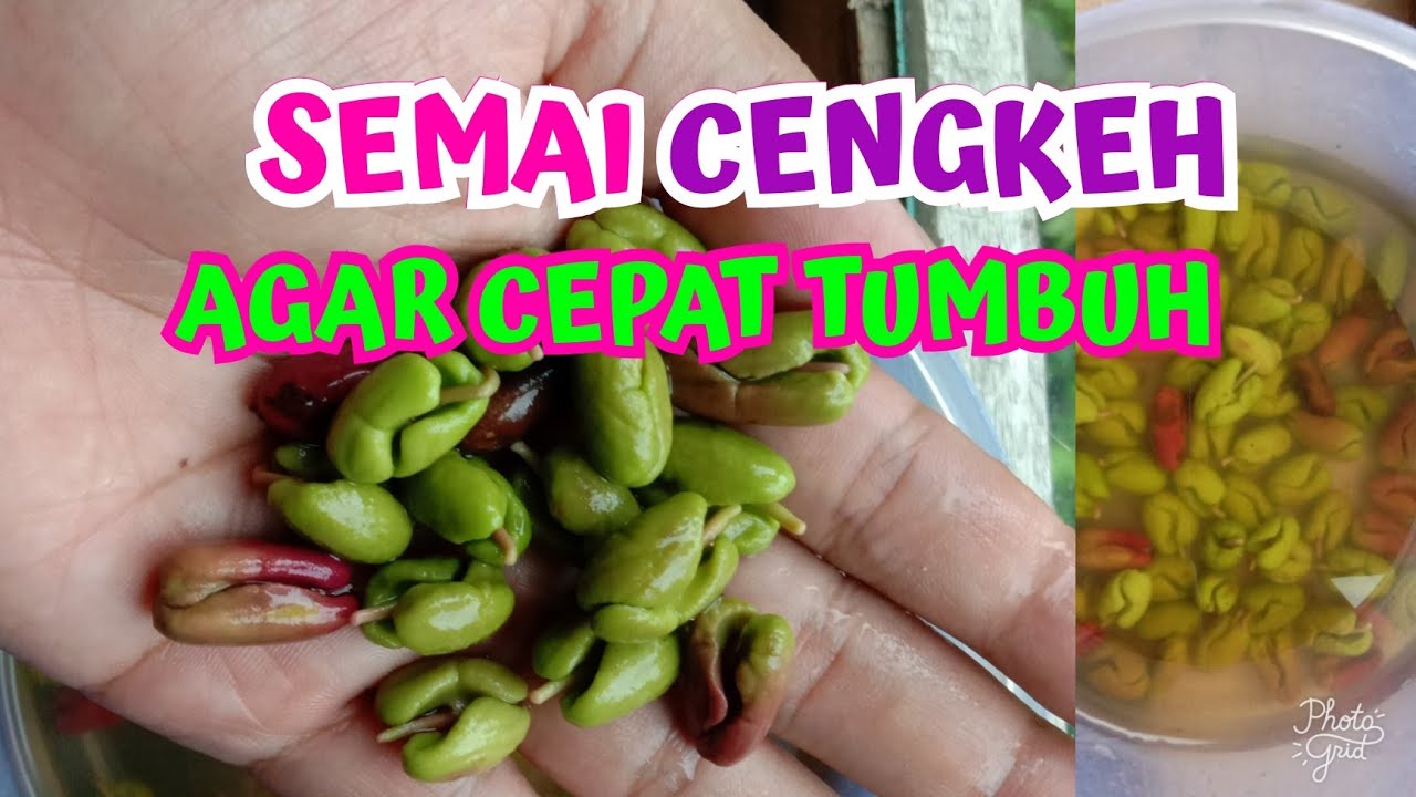 CARA SEMAI BIJI CENGKEH AGAR CEPAT TUMBUH