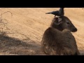 NEVER SEEN BEFORE! Crow cleaning a young Sambar Deer's ears! Cleaning Symbiosis!!!