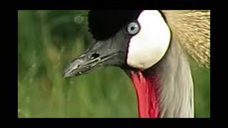 Crowned cranes