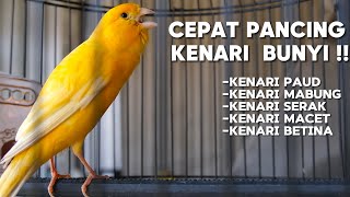 PANCINGAN Kenari GACOR PANJANG Cuit Cuit EMOSI‼️ MASTERAN Kenari PAUD belajar BUNYI by Kenari Ngerol 1,737 views 12 days ago 11 minutes, 16 seconds