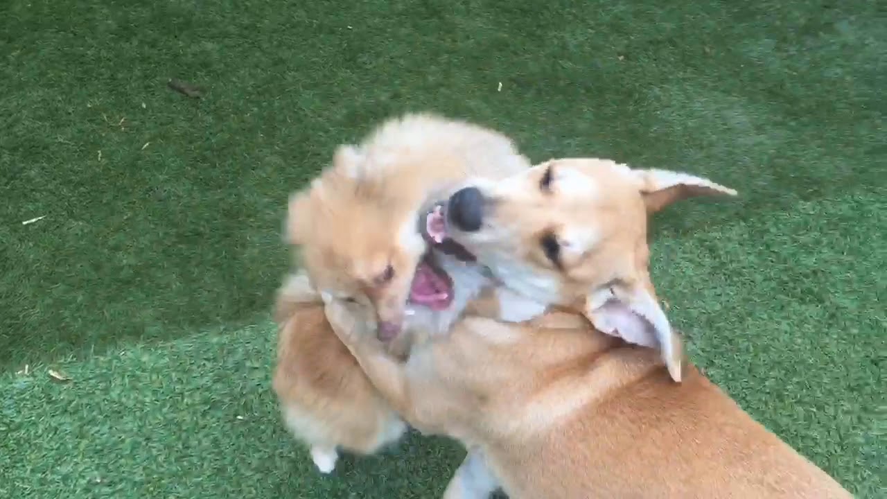 Mochi The Pom And Bindi The Labshiba Inu Mix