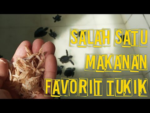 SALAH SATU PAKAN FAVORIT TUKIK ADALAH UDANG REBON KERING