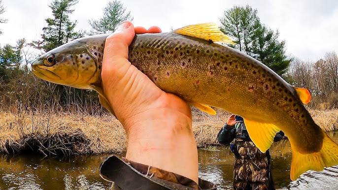 Creek Fishing for WILD Brown Trout with a Rapala Countdown 