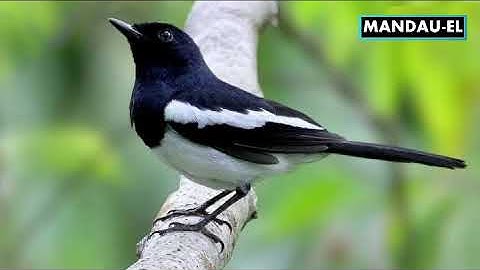 SUARA PIKAT BURUNG KACER #kacer  #suarakacer #mikatkacer #suarapikatkacer #kacergacor #kacergacor 30