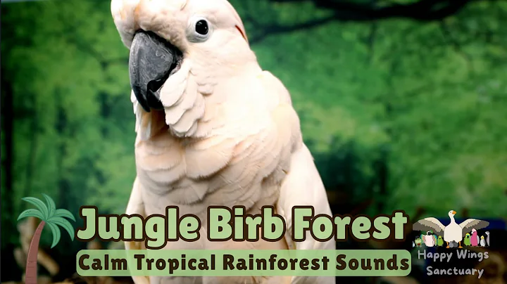 Jungle Birbs Bird Room—Calm Tropical Rainforest Nature Sounds for Birds—Parrot Rescue Fundraiser🌴🦜 thumbnail
