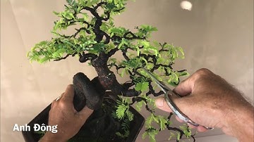 Cách Cắt tỉa cây bonsai hợp lý