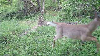 Incredible Footage of a Herd of Deer Running - Three Camera Set-up 🦌🦌‼️#bucks, #does, #trailcam