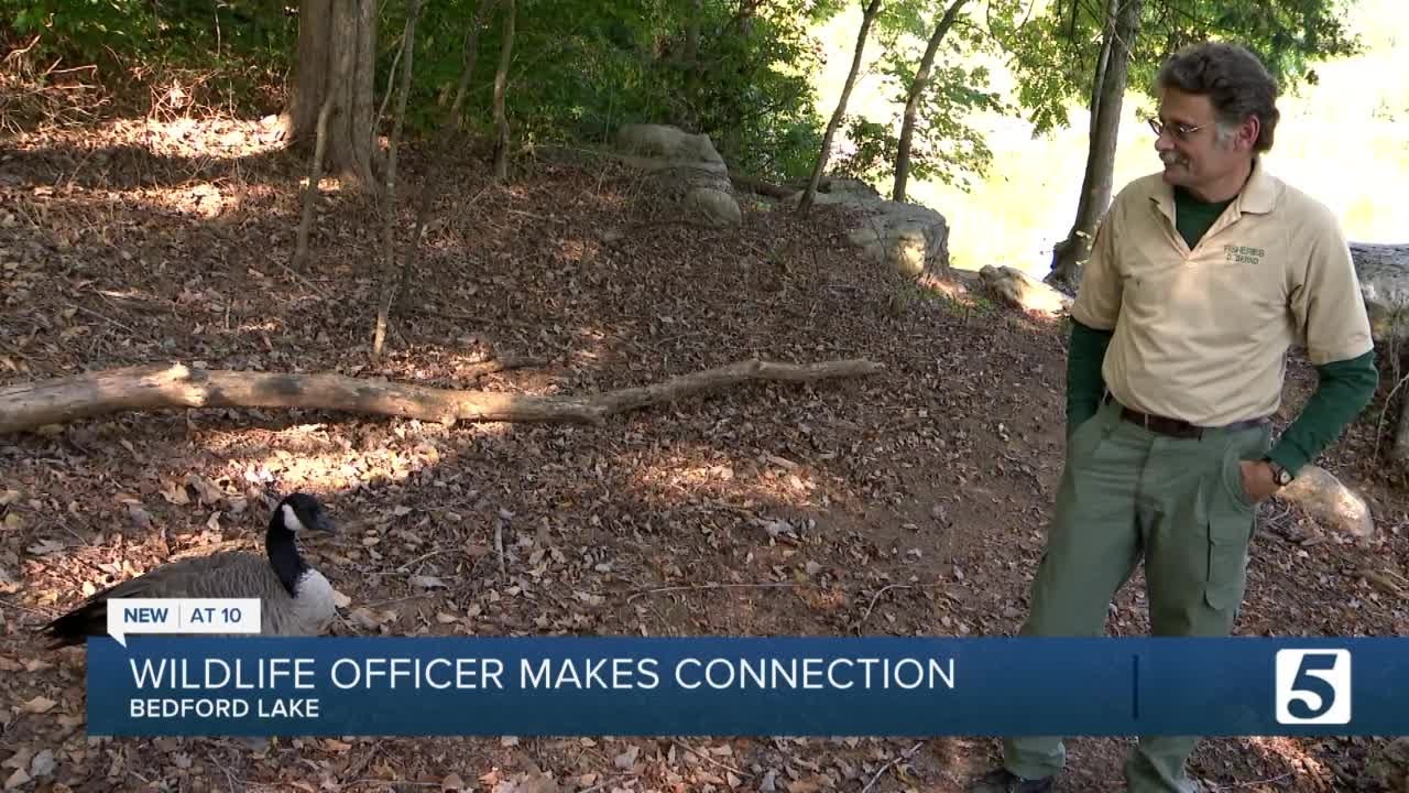 "Honk" the goose forms friendship with wildlife officer