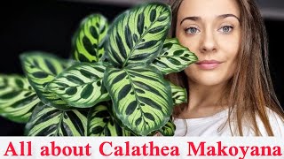 Calathea makoyana care /All you need to know about peacock plant