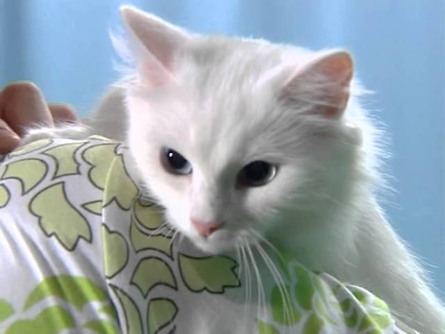 Турецкая Ангора (Кошачий алфавит - ЗооТВ) Часть Вторая