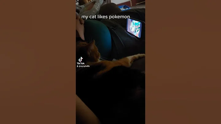 my cat cali watching tv