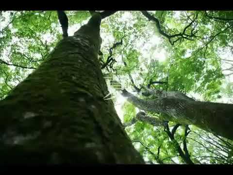 Joe Hisaishi - Summer