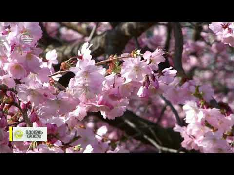 ხანა მი   აყვავებული საკურას დღესასწაული დაიწყო