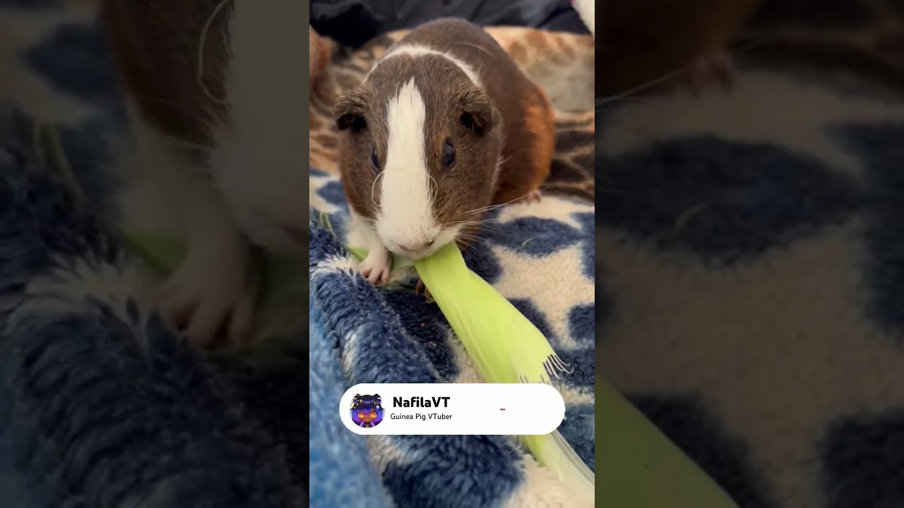 HOW CAN ALL THAT FIT INTO THAT?  