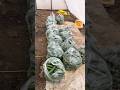 Summer session khera farming 💯❤️#polyhouse # #farming # #vegetables