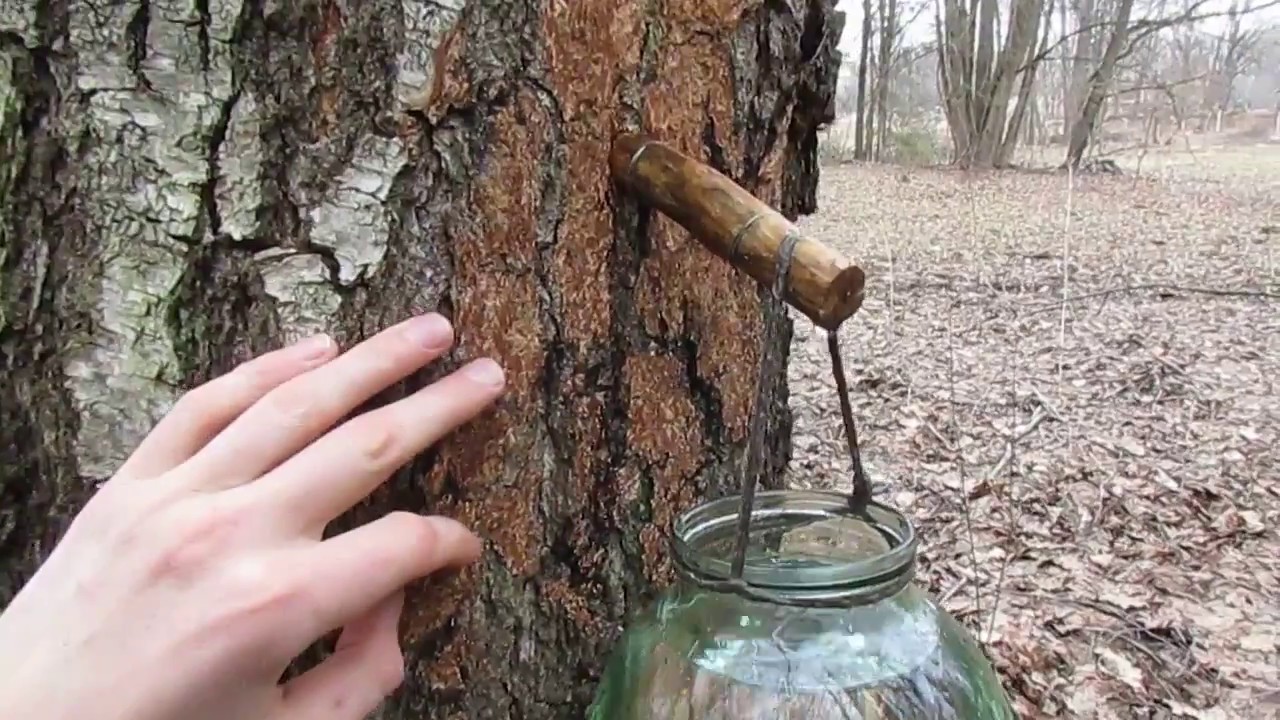 Кленовый сок польза и вред сколько можно. Сбор березового сока. Добыча березового сока. Трубочка для березового сока. Приспособление для добычи березового сока.