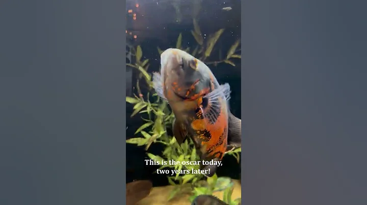My Oscar Cichlid's Growth Over Two Years