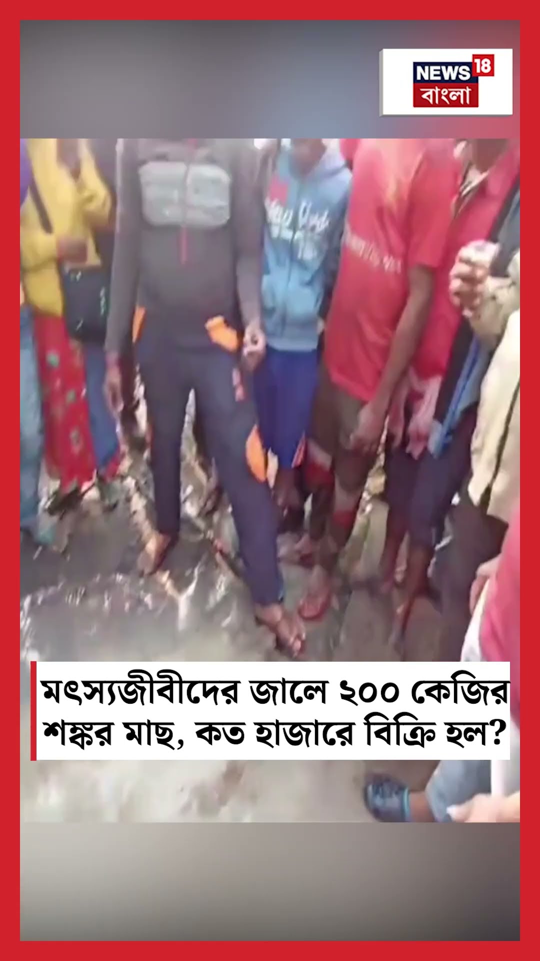 Haldiaয় মৎস্যজীবীদের জালে ২০০ কেজির শঙ্কর মাছ, কত হাজারে বিক্রি হল? #shorts