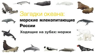 Ходящие на зубах: моржи