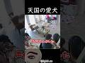 別れを告げにきた犬 #shortvideo #怪現象 #犬