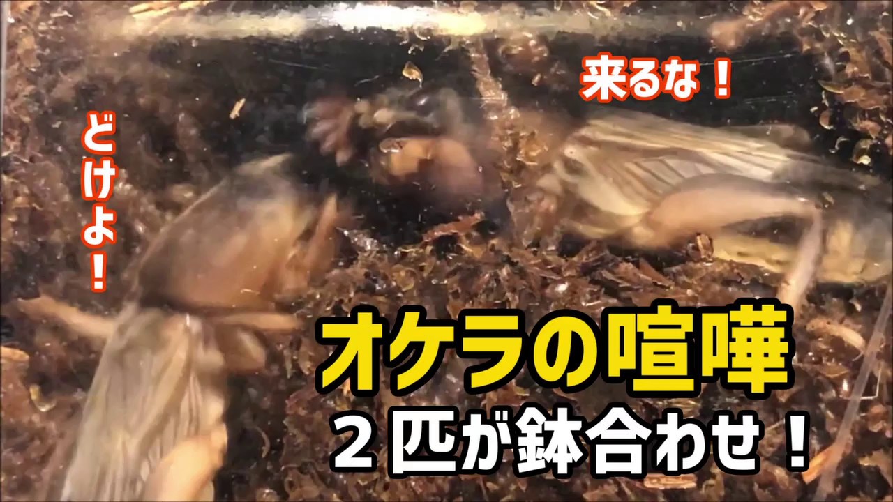 モグラ昆虫 オケラの喧嘩 ケラ 飼育 Mole Cricket Youtube