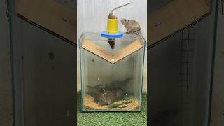 Best Mouse Trap Idea/Good Rat Trap At Home #Rattrap #Rat #Mousetrap