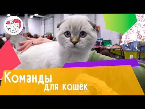 Чему можно научить кошку в домашних условиях