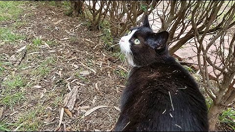 Backyard exploring with tuxedo cat Bella and calico cat Penny!