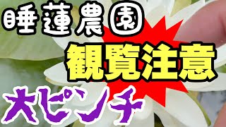 【睡蓮農園】観覧注意！大問題発生！睡蓮農園最大の危機！