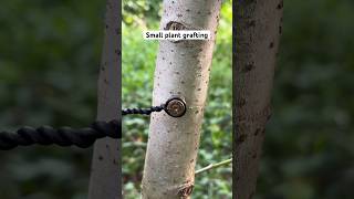 Small Plant grafting with bullet in big grown plant | #plants#tree#care#shorts#cjp#protest#reels