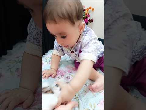 cute baby#golu molu song#baby boy#baby shorts#acha bacha