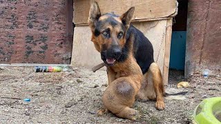 The metal chain and the tumor in his leg prevented him from moving more than two meters by  Pitiful Animal 1,393 views 4 weeks ago 7 minutes, 52 seconds