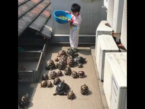 Video Feeding tortoises