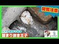 【詰まり抜き】トイレ詰まりの原因はまさかコレ！？皆さんの家は大丈夫ですか？職人による高圧洗浄で排水管をきれいに掃除！すっきり！[drain][排水溝掃除][現場]