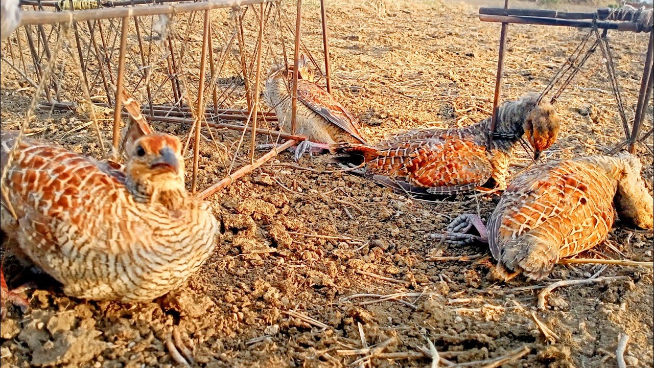 ek sath 4 teetar ko kese pakadate hai ! or teetar ke baccho ko jald se jald pakadane ka tarika baby