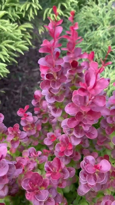 BERBERIS THUNBERGII “FLORENCE” #berberis #барбарис - YouTube