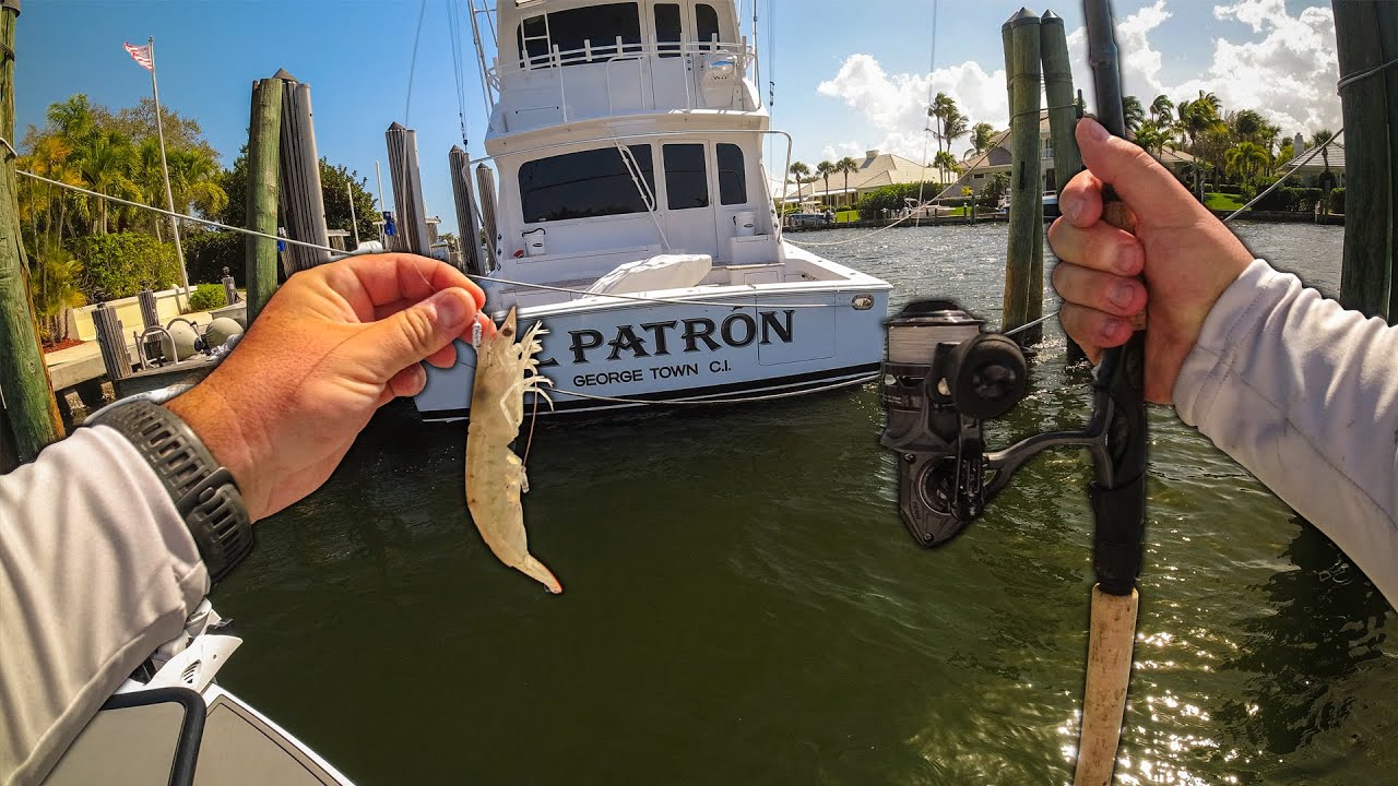 Fishing Florida Saltwater Residential Canals with Live Shrimp!! 