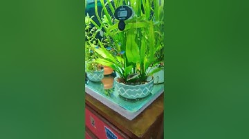 EHEIM CLASSIC 600 re connect the cannister filter no prime