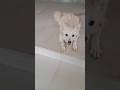 Cute Pomeranian Puppy Play Time Pets Puppy Cute Dog