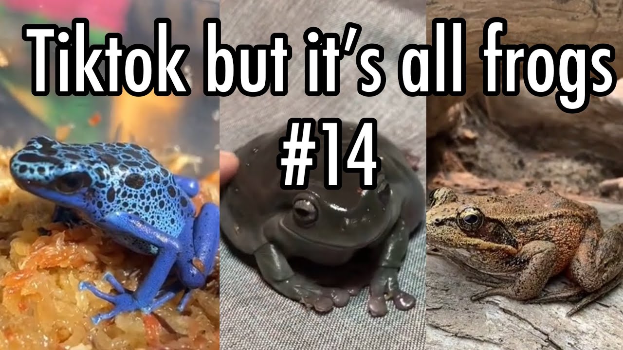Tiktok but it’s all frogs 14 YouTube