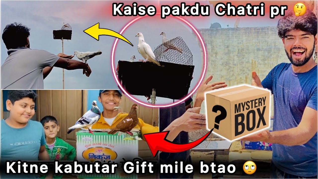 Subscriber ne Diye Bht Pyare Kabutar 😍 || Raftar 🕊️ Se Pakdne lge Naya kabutar 🤑