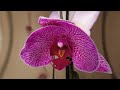 Phalaenopsis (moth orchid) Blooming