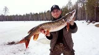 Оставили Жерлицы На Ночь, А Там.. Ловим Икряную Щуку, Окуня / Рыбалка По Последнему Льду