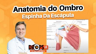 USANDO A ESPINHA DA ESCÁPULA COMO PONTO DE REFERÊNCIA I VOCÊ RADIOLOGISTA